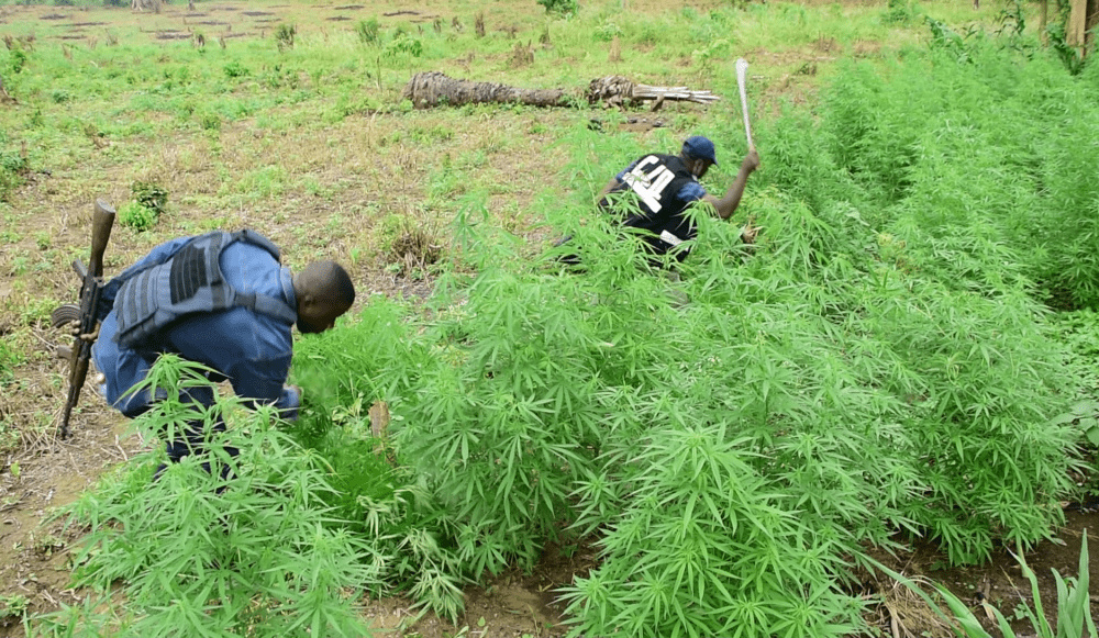 Police raiding a wee farm