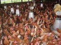 File photo of poultry