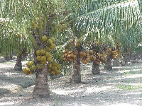 Green Coast Group pledged to support the project with 500 seedlings of the dwarf coconut species