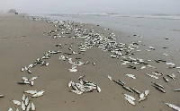 A photo of fishes washed ashore