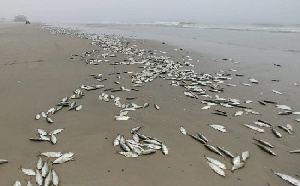 Fishes Washed Ashore Osu Castle Beach