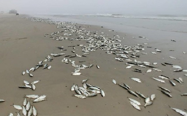 A photo of fishes washed ashore