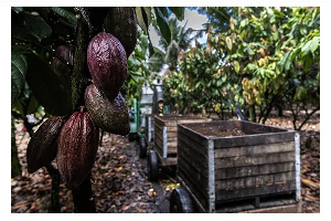 Ghana's cocoa export earnings are projected to fall below $2 billion in 2024