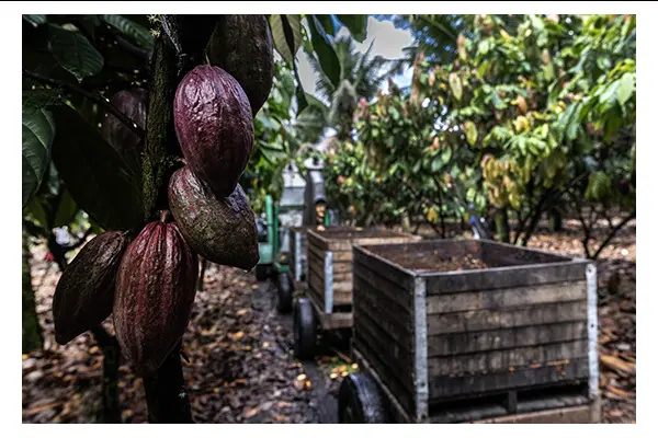 Ghana's cocoa export earnings are projected to fall below $2 billion in 2024