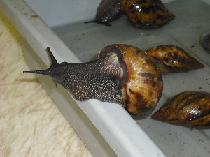 Snail 1