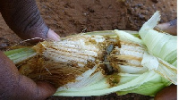 The fall armyworm has attacked thousands of hectors of farms