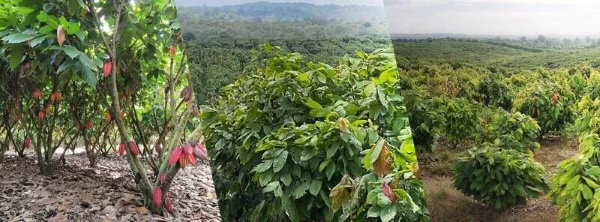 cocoa farming