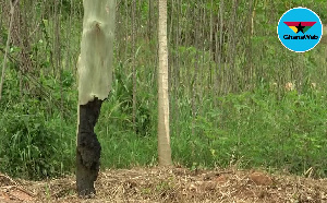 One of the hanging poles along the Boti Falls-Klo Agogo road