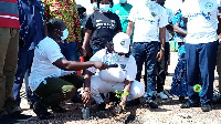 Ga East Municipal MCE, Janet Tulasi Mensah planting a tree