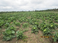 The OGA program is in sync with Government's  Planting for Food and Jobs (PFJ) programme