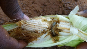 Armyworm1 