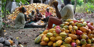 Cocoa farmers in Ghana filed a complaint with COCOBOD