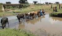 Both animals and humans are sharing the same water