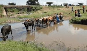 Both animals and humans are sharing the same water