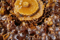 Honey production in Ghana is lucrative