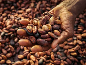 Cocoa beans