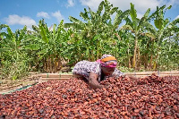 Ghana’s overlooked cocoa farmers: The key to a fair and sustainable cocoa industry