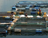 The fishing industry like other industries has been impacted by the coronavirus pandemic