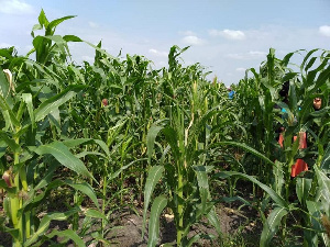 A file photo of a maize farm