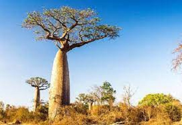 Baobab tree