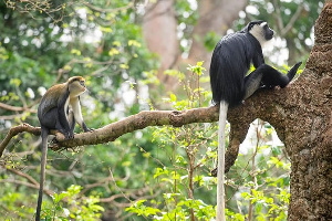 The two communities are home to two monkey species and over one thousand monkeys