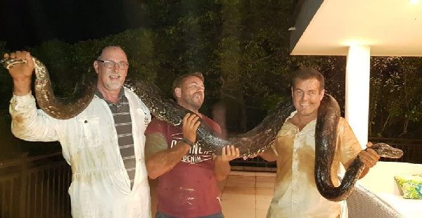 The pregnant python weighs more than 33kg