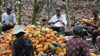 Cocoa farmers working