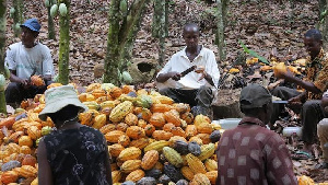 Cocoa farmers working