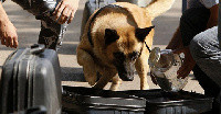 File photo of a sniffer dog