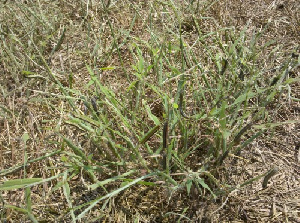 Armyworms Farm