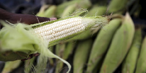 A hawker prepares a cob of corn at his makeshift shop in Soweto, January 27, 2016.