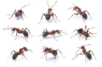 Ants are self-motivated and hardworking.