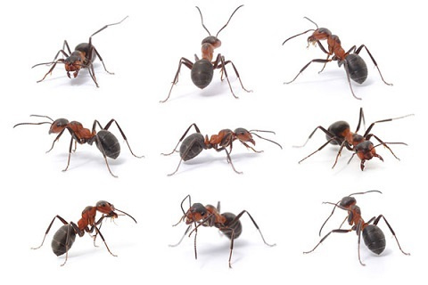 Ants are self-motivated and hardworking.