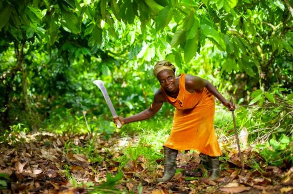 Esther Aggrey, one of the beneficiaries of the Cocoa Farmers’ Support Programme