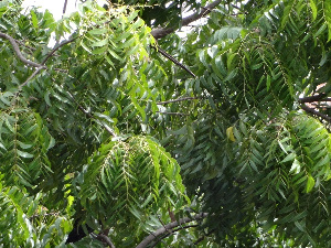 Neem Tree Leaves