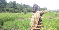 Kofi Baako won the best farmer at the 34th National Farmers