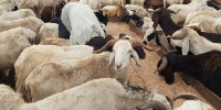 Nigerians have lamented the high cost of ram this year during the Eid celebrations