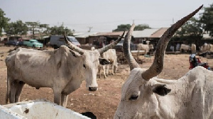 Zamfara Cattles