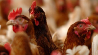 Ghana has banned the importation of poultry products. File photo