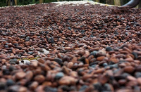 Cocoa beans