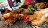 A viral disease was detected among poultry birds in Dormaa- Ahenkro