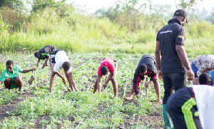 Rural young students working on their school farm at Sokode Senior High Technical School