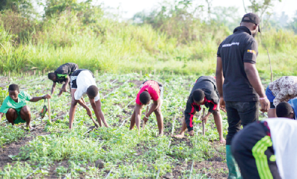 Rural young students working on their school farm at Sokode Senior High Technical School