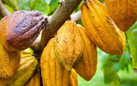 The farmers were particularly happy with the hand pollination