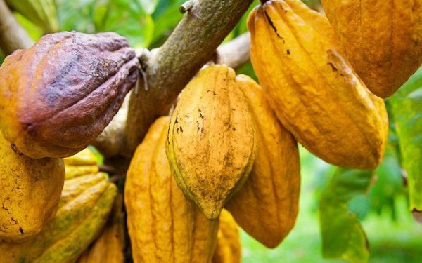 Ghana's cocoa exporting industry faces a threat should galamsey activities persist