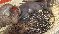 Both dead and live pangolins were displayed at the Adom TV Fufuo party