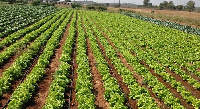 Farming is the main occupation for most rural communities in Ghana