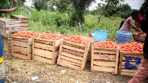 Boxes of tomatoes ready for the market