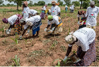 Ginger farming is basically what they do in their community