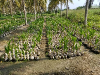 Tarkwa-Nsuaem Municipal Assembly is supporting the production of coconut at Bonsa